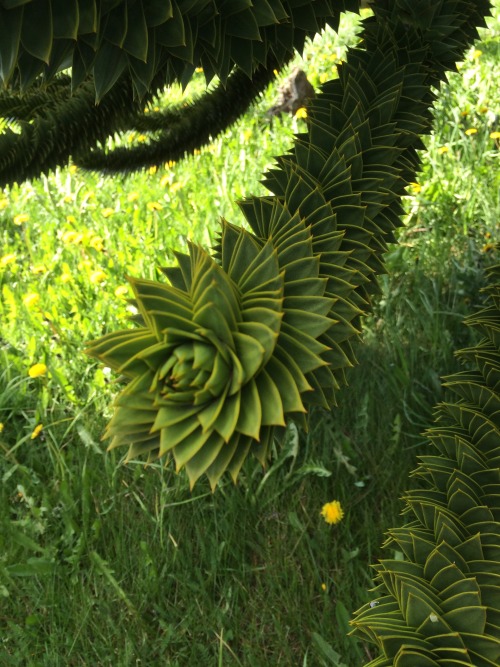 to-see-clearly:Araucaria araucana. An amazing tree. Institute of Patagonia.Punta Arenas, Chile.