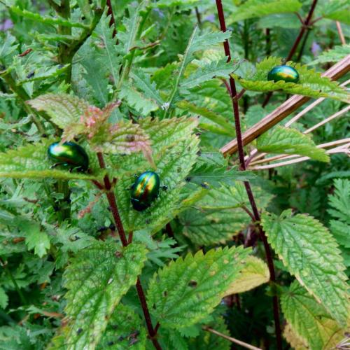 Jewels of the Riverbank.The Tansy Plant and Tansy Beetle. This endangered beetle is now found in Bri