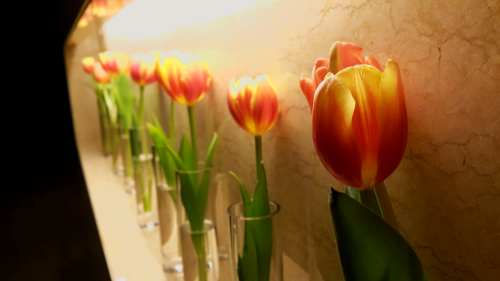 mydarkangel2pls:  pluslok:  one little two little three little tulips~ 튤립이 튤립이 튤립이~  hptals 