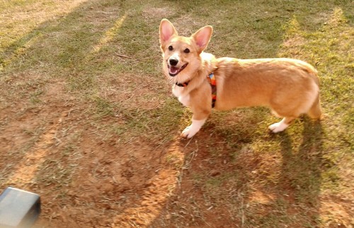 Puppy party at the dog park