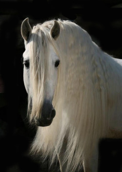 CAVALIERE DI NESSUNO … CUORE BIANCO