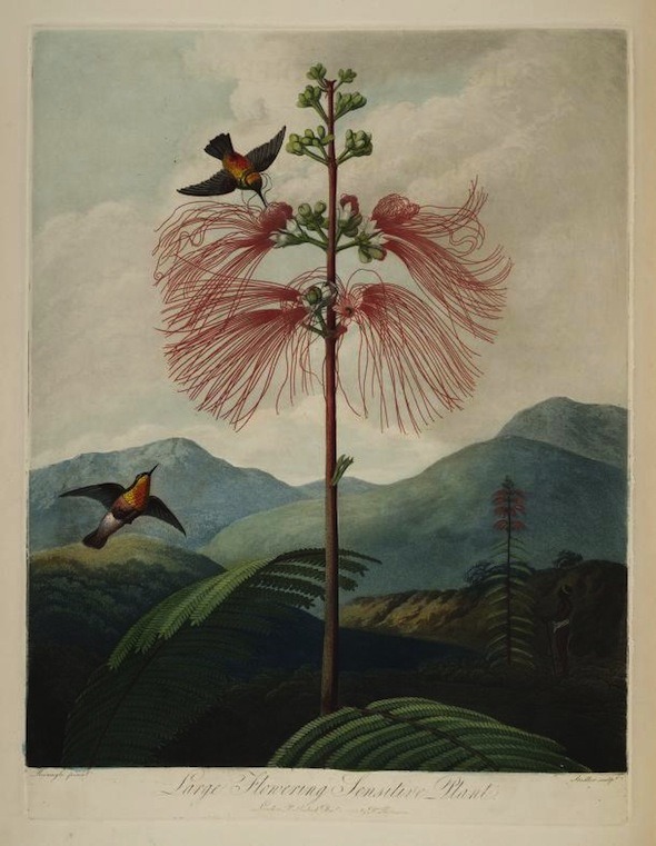 darksilenceinsuburbia:    Robert John Thornton // Temple of Flora, 1807  “The Temple