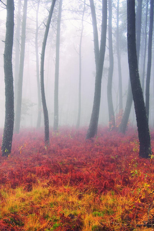 d-openess:  Autumn colors (by Guillermo Carballa) 