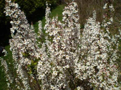 Spring flowers.