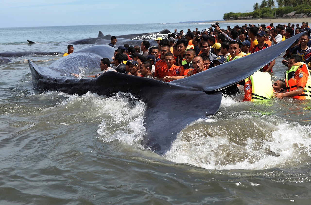 BALLENAS VARADAS. Oficiales de la Agencia de Conservación de la Naturaleza y activistas ambientales ayudan a reflotar diez cachalotes varados en Aceh Besar el 13 de noviembre de 2017. Cientos de personas que conocen la información transmitida por una...