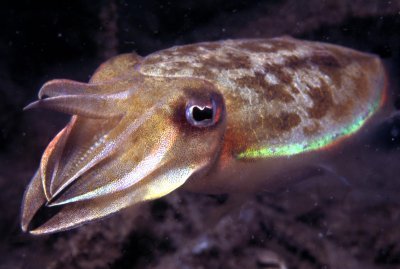 my7un4-c4pt0r:  CUTTLEFISH. THEYRE SO ADORABLE. 