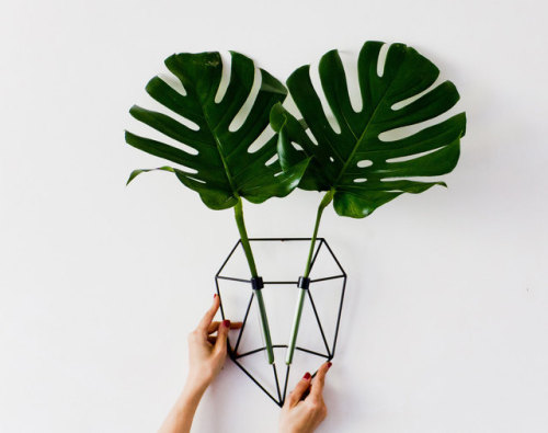 Porn Pics sosuperawesome: Wall Vases by Eco Deer on