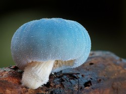 cactusdad-deactivated20130719:  This one is just cute as hell and it’s belongs to the versatile Leratiomyces genus of mushrooms. This group includes a number of mushrooms found commonly in woodchip beds and dry grasslands or sandy soils 