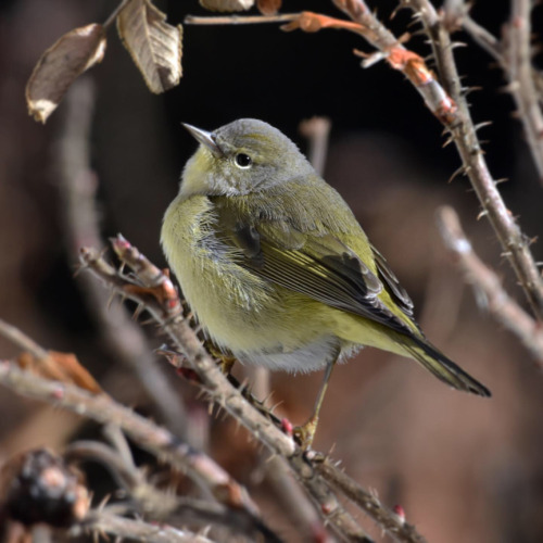 Orange-crowned Warbler  (Leiothlypis celata)