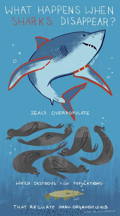 thingsofthewild: laureola: thingsiphotoshopped: Overfishing Predators and sea creatures Seals and co