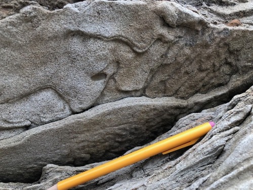 Working in the field is a wonderful experience. On the central Oregon Coast, the vast sequence of se