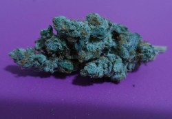 Potdiscoveries:  Big Bud