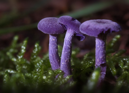 all-thats-interesting:Fascinating FungiMushrooms are lovely. Lovely to eat, lovely to look at, and t