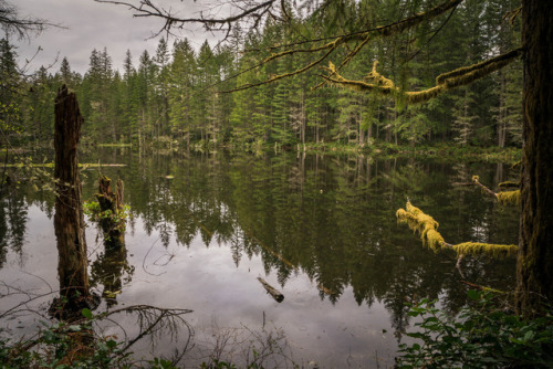 Flooded lake by Lianne Morgan