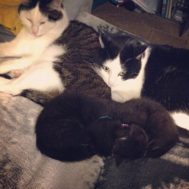 Nap time. Where everyone’s happy but Cleo. Lol #cats #catfamily #cuddletime #sleeping #naptime #kittens