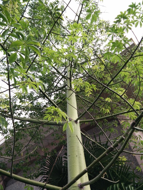 succulentsandsuch:Silk floss tree (Ceiba speciosa)This tree definitely has a punk aesthetic going on