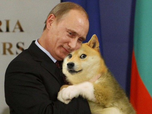 shibe-doge:  our glorious leader Putin with doge 