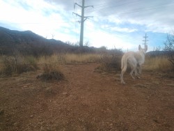 She was looking for a rabbit lol