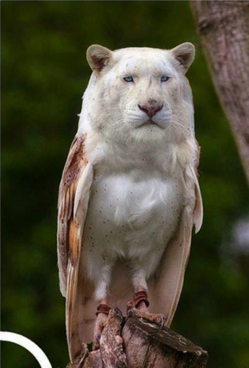 matthulksmash: petermorwood: What was in those jellybeans I just ate…? That owl! He looks lik