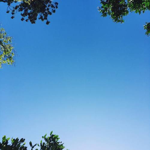 Big Blue Skies #blue #bluesky #trees #green #summer #summersun #sun #perfect #amazing #love #beautif