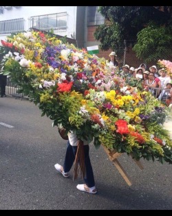 #feriadeflores2017 #desfiledelossilleteros