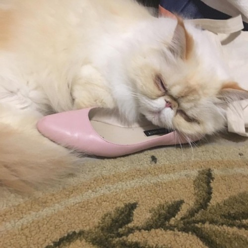 Dis my shoe. #fluffypantsdaily #himalayan #persian #cat #catsofinstagram #catsoftumblr #catstagram h