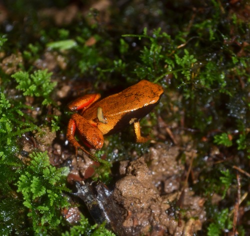 #MantellaMondayYellow Mantella (Mantella crocea) specimen. Bakozetra locality, Torotorofotsy Wetlaan