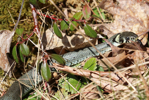 A beautiful Eurasian grass snake/snok (Natrix Natrix), one of the first I’ve seen this year.