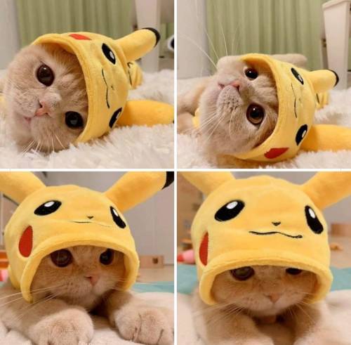 everythingfox:Pikachu cat