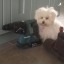 imadogperson0987
