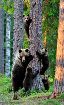 magicalnaturetour:  Erik Mandre / Solent News