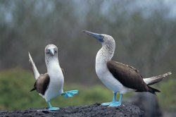 awwww-cute:the blue-footed booby is the best