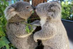 daily-biology:  Koalas rub noses to show