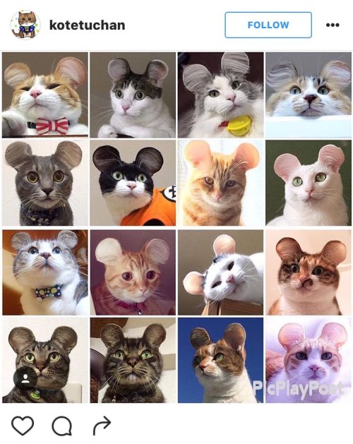 Japan is Giving Pets  Cute Mouse Ear Makeoversvia Japan Realm