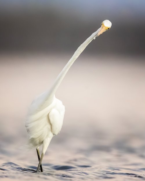 blurds:Great Egret in a Strong Wind (x)