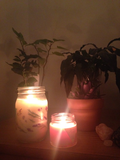 4.8.16 - Plants by candlelight. I’m finally relaxing after another week from hell. I’ve 