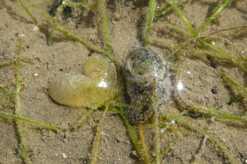 Bubble snail haminoea sp.- and their egg mass, at Rowes Bay, Townsville. Photographer: Melanie Wood