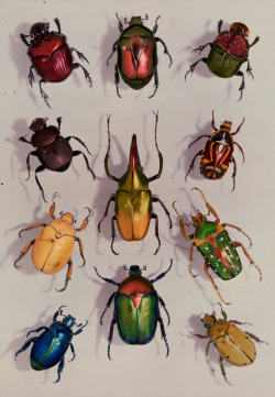 natgeofound:  A group of scarabs from the Scarabaeid family, July 1929.Photograph by Edwin L. Wisherd, National Geographic 