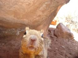 wnyc:  americasgreatoutdoors:  This wildlife camera in Zion National Park gives a whole new meaning to the term “selfie.”Photo: National Park Service  Awwww nuts. 