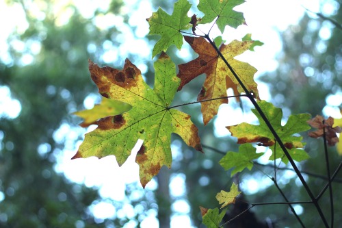 Lovely foliage in Samuel P Taylor State Park