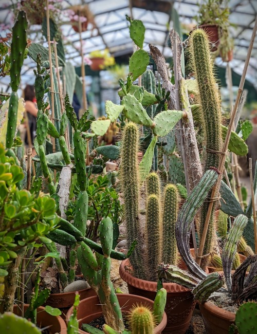 The Cactus Man Of LondonI met this man today…..One of the most inspirational people I’ve ever