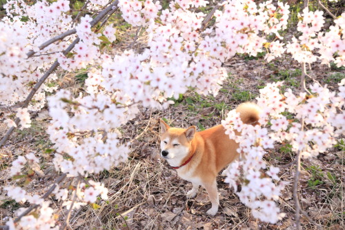 parakavka:(via まること秋田県南から)