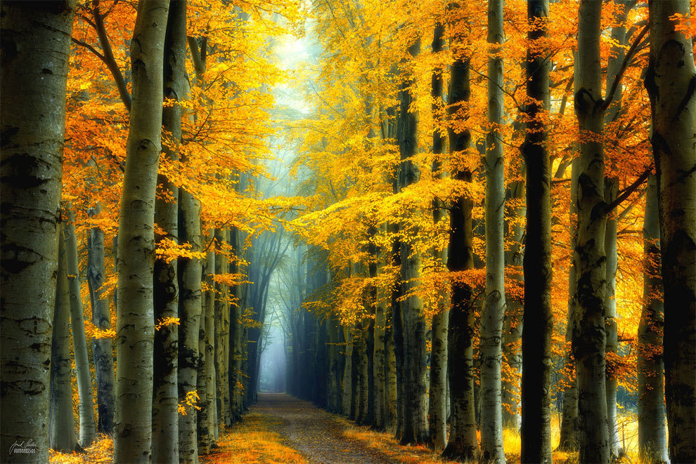 landscape-photo-graphy:  Enchanting Forests Photography Illuminate Autumn’s Beauty