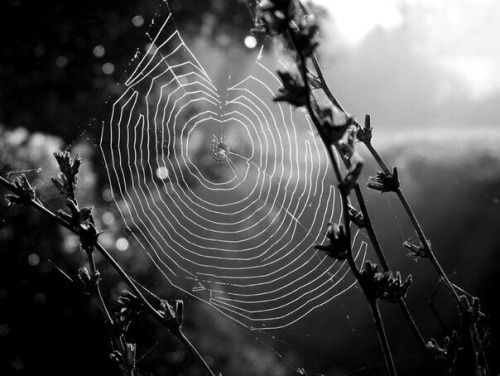 spider-web