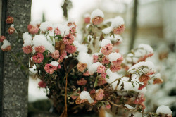 cervu:winter beauty by whimsical jane on Flickr.