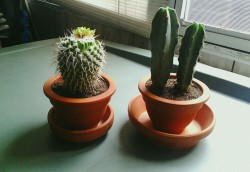 fractureds:  my babies all cozy in their new pots