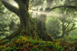 te5seract:One-two tree, King of the forest &amp; Entangled by  Martin Podt  
