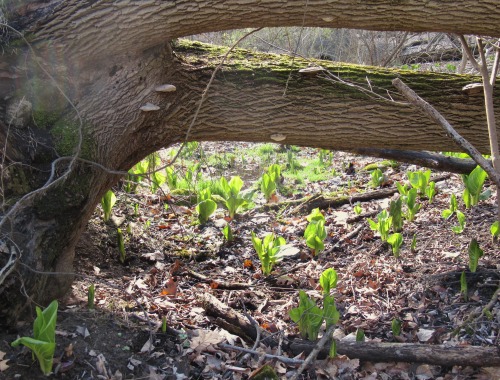 For @kihaku-gato, a symplocarpus fan. Just a small segment of the area  skunk cabbage  dominates.