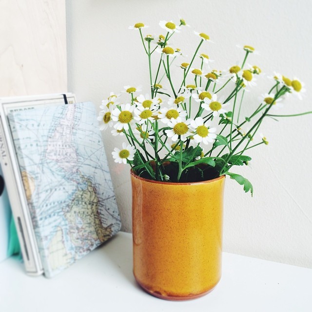 Mister P likes the tea so he’s gone for a mug of the flowers too. #camomile #flowers #vscocam