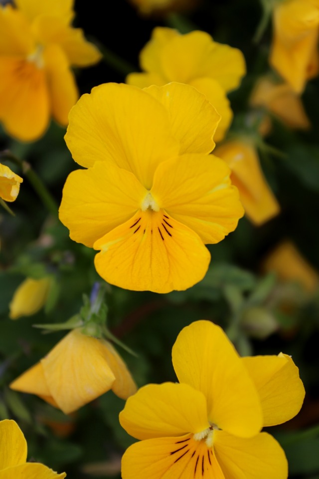 Pansies #photographers on tumblr #nature#flowers#floral#yellow#spring#pansies#pansy#viola#flores#primavera#amarillo#vertical#original photographers#original photography
